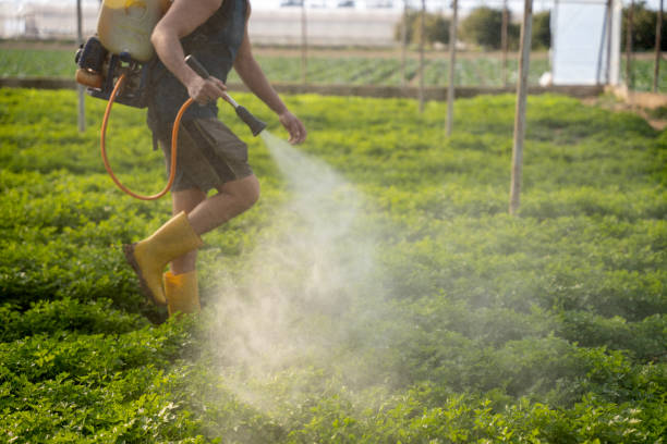 Best Exterminator Services  in Westmont, CA