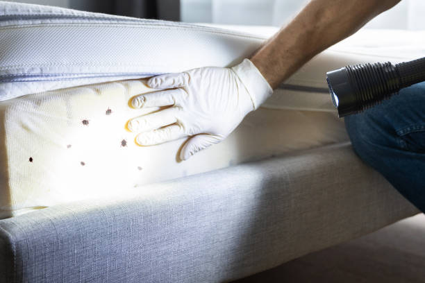 Best Flea Control Services  in Westmont, CA