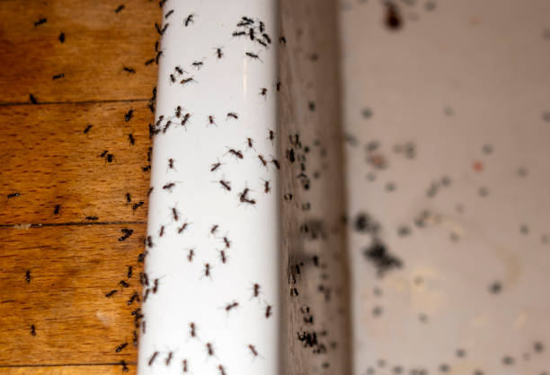Best Pest Removal Services  in Westmont, CA